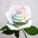 レインボーローズ ピュアパステル 花束 アレンジメント 追加用オプション 生花 バラ