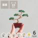 MIYUKI(miyuki) винт teBONSAI комплект ручная работа комплект * наложенный платеж * отсроченный платеж не возможно 