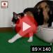  кошка удаление песка коврик кошка туалет коврик сделано в Японии водонепроницаемый свободный cut ширина 89cm удаление песка коврик кошка песок для туалет коврик кошка песок catcher кошка песок catch коврик кошка песок коврик широкий 