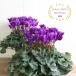 [ предварительный заказ товар 11 конец месяца .. последовательный отправка ] аромат цикламен персидский 5 номер растение в горшке подарок аметист голубой Serena -tia aroma голубой подарок подарок по случаю конца года Рождество 