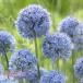 [ предварительный заказ товар ] осень .. луковица allium лягушка reum луковица 5 лампочка весна . веселье! 9 месяц последняя декада после последовательный отправка 