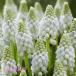 [ предварительный заказ товар ] осень .. луковица гадючий лук white pearl луковица 5 лампочка весна . веселье! 9 месяц последняя декада после последовательный отправка 