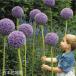 . покупка [ предварительный заказ товар ] осень .. луковица allium g радиатор луковица 1 лампочка весна . веселье! 9 месяц последняя декада после последовательный отправка 
