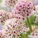 . покупка [ предварительный заказ товар ] осень .. луковица allium серебряный springs луковица 2 лампочка весна . веселье! 9 месяц последняя декада после последовательный отправка 