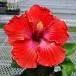 2020年 激レア ハイビスカス 赤い紋様 4.5号 ポット 苗