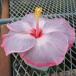 2020年 激レア ハイビスカス タヒチアン ライラッククィーン 4.5号 ポット 苗