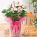 �ϗt�A�� �M�t�g �A���X���E�� ���A�� 6���� 5���� �A���X�����[�� �����[ �� �v���[���g ������ �V�z�j�� �J�X�j�������� �M�t�g ��Ă₷�� �������ɂ�