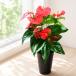 �ϗt�A�� �M�t�g �A���X���E�� ���A�� 6���� 5���� �A���X�����[�� �����[ �� �v���[���g ������ �V�z�j�� �J�X�j�������� �M�t�g ��Ă₷�� �������ɂ� �֘A�摜2