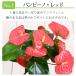 �ϗt�A�� �M�t�g �A���X���E�� ���A�� 6���� 5���� �A���X�����[�� �����[ �� �v���[���g ������ �V�z�j�� �J�X�j�������� �M�t�g ��Ă₷�� �������ɂ� �֘A�摜5