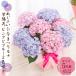 . покупка День матери подарок 2026 цветок гортензия растение в горшке 2 цвет .. розовый . голубой ..... luna фиолетовый . цветок .... подарок садоводство специализированный магазин .книга@ цветок замок . бесплатная доставка 