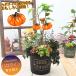 . покупка [10 месяц средний . из последовательный отправка ] Halloween украшение .... тыква tree. .... тыква solanam вход день рождения подарок осенний .... подарок 