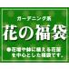 季節の花苗福袋セット