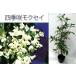 . покупка 4 сезон .. wooden 5 номер pot рассада саженец белый цветок османтус ......