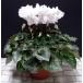 [ предварительный заказ товар 11 конец месяца .. последовательный отправка ] цикламен персидский необычный белой серии бахрома .. цикламен персидский белый Angel 5 номер растение в горшке предварительный заказ товар 11 месяц последняя декада из последовательный отправка 