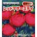  роза рассада красный mother ztei миниатюра draw z красный серия 2 год сырой большой рассада роза роза ..
