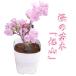  Sakura. саженец [ asahi гора ] один лет Sakura Sakura цветок 1 шт. .. pot рассада дом .. цветок видеть можно наслаждаться Sakura бонсай!