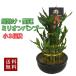  million bamboo 3 уровень сложенный счастливый случай бамбук декоративное растение удача в деньгах ... удача модный настольный подарок день рождения День матери День отца День почитания пожилых людей подарок на Bon Festival подарок подарок бесплатная доставка 