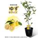 ..( yuzu ) саженец [ веранда . выращивание ] 2 год сырой рассада растение в горшке контактный . дерево рассада [ средний ]15cm pot .. фруктовое дерево книга@.. зима . yuzu горячая вода 