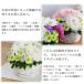 �� ������� ������ ���菤�i �t�����A�� �R���h���I���X �A�����W�����g S�T�C�Y�i��Q��E��3�F�`���I���j �D�ǔz��  ����  �M�t�g ���� �֘A�摜2