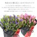 �h�V�̓� �M�t�g 2026 ���ǂ� �����h�E 5���� ���A�� 3�F�I�� �� �s���N �� �o�C�J���[ �S������ ���ǂ��� �������� �h�V�̓��M�t�g �� �v���[���g �� ���� �֘A�摜5