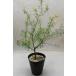  серый bi редкость sen пуховка Lawrence 4.5 номер длинный pot Hanaki садовое дерево o-ji- растения 