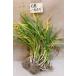  камень . 1 шт лук порей вытащенный рассада 50шт.