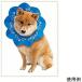  ветеринарный воротник собака e licca la soft . после одежда легкий средний compact перевозка well shu Corgi . собака бумажный размер регулировка одноразовый санитария . круглая огранка 