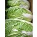  domestic production is ... Chinese cabbage 1 box 12kg