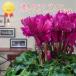 [ рабочий день утро 7 часов до заказ решение . отправка в тот же день ] цикламен персидский wave лиловый сельское хозяйство . вода производство большой .. выигрыш .... садоводство подарок по случаю конца года подарок цветочный горшок 