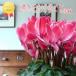 [ рабочий день утро 7 часов до заказ решение . отправка в тот же день ] цикламен персидский rouge душ сельское хозяйство . вода производство большой .. выигрыш .... садоводство подарок по случаю конца года подарок цветочный горшок 