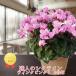 [ рабочий день утро 7 часов до заказ решение . отправка в тот же день ] цикламен персидский wing k розовый сельское хозяйство . вода производство большой .. выигрыш .... садоводство подарок по случаю конца года подарок цветочный горшок 