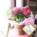 hydrangea month rainbow pink 5 number pot size potted plant .... peach color .... purple . flower .. flower flower flower pot flower pot Mother's Day gift present Mother's Day special collection 2024 year 