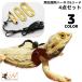  harness lead 3 size set reptiles lizard small animals pet accessories traction rope Lee shu cord fake leather adjustment possibility . walk 
