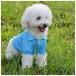  собака для одежда собака для рубашка dok одежда рубашка-поло рубашка tops собака для европейская одежда . прогулка выход Event собака. одежда .. для собака для собака маленький размер собака pe