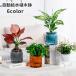  цветочный горшок автоматика водоснабжение посадочная машина салон культивирование . аквариум имеется цветок pot декоративное растение полив модный простой пластик одноцветный прозрачный цветок трава много мясо 