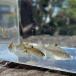 * женский только *( пресноводная рыба ) Thai lik роза tanago(2~4cm±)( женский *20 шт )[ организм ]