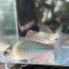 * продается в комплекте *( пресноводная рыба )kane common (5~8cm±)( мужской *3 шт )[ организм ]