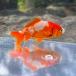 ( goldfish ) domestic production .. Japanese wakin flat .. fish place production (1 pcs )[ organism ]