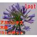  агапантус большой 15cm pot ввод большой АО 1 pot фиолетовый цветок много год . фиолетовый knsi Ran рассада 