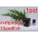  высокий bya расческа n1 pot . Kashiwa . рассада ... земля ... для . рост бонсай тоже блокировка сад . способ . сильный 