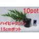  высокий bya расческа n10 pot комплект . Kashiwa . рассада ... земля ... для . рост бонсай тоже блокировка сад . способ . сильный 
