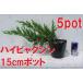  высокий bya расческа n5 pot комплект . Kashiwa . рассада ... земля ... для . рост бонсай тоже блокировка сад . способ . сильный 