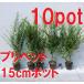 pli домашнее животное 10 pot комплект великолепный зеленый лист [15cm pot ] сырой .. стандартный . вид рассада запад бородвка ta