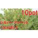  серебряный pli домашнее животное 10 pot комплект сырой .[15cm pot ].... садоводство запад бородвка ta. ввод рассада 
