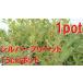  серебряный pli домашнее животное 1 pot сырой .[15cm pot ].... садоводство запад бородвка ta. ввод рассада 