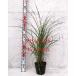 takano - Susuki 15cm pot рассада 1pot. ввод лист Susuki луговые и горные травы ястреб. перо незначительный ya - z Susuki 