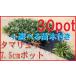  sphere dragon ophiopogon japonicus tamari ..30 pot set + is possible to choose sapling attaching green. .. sick . insect . little no ..... seedling [ is possible to choose sapling Get!]