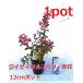 wa Ise i индийская сирень красный цветок 1 pot рост . поздно каждый год цветок ..... 100 день . один лет индийская сирень рассада 