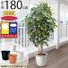 �C���e���A�O���[�� ���O�p ��^ ������� �l�C ���A�� �������� �t�F�C�N�O���[�� �ϗt�A�� �l�H�ϗt�A�� �t�B�J�X �x���W���~�� ���� �o���R�j�[ ������ 180cm