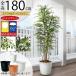 �C���e���A�O���[�� ���O�p ��^ ������� �l�C ���A�� �������� �t�F�C�N�O���[�� �ϗt�A�� �l�H�ϗt �~�j�t�B�J�X �x���W���~�� ���� �o���R�j�[ ���� 180cm